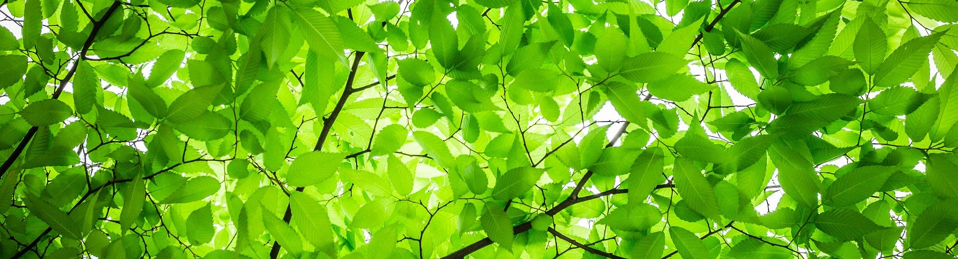 Il nostro hotel è attento alla sostenibilità ambientale. Scopri le nostre azioni green!